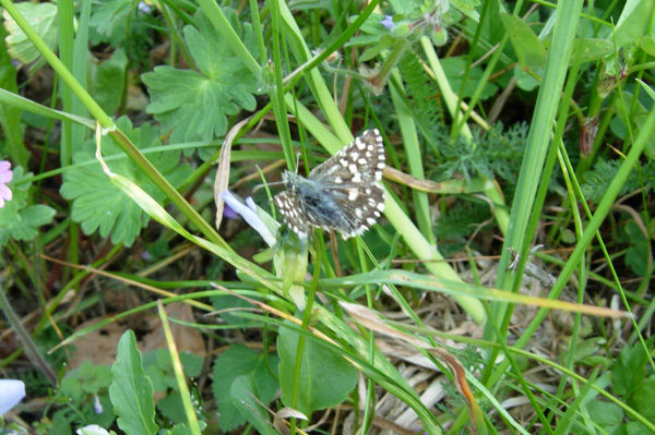 Erynnis tages e Pyrgus malvoides